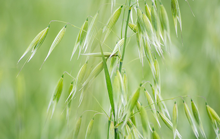 Oat Green Extract Approved as a New Food Raw Ma...