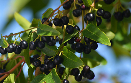 Maqui Berry Anthocyanins Approved as a New Food...