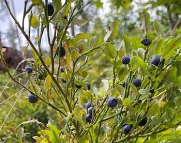 Bilberry Fields