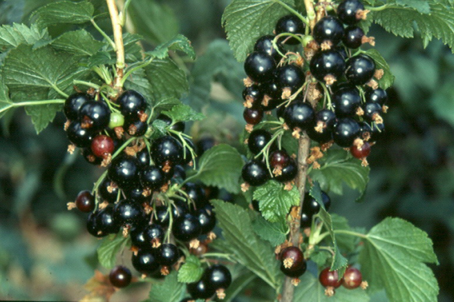 Blackcurrant Extract-2