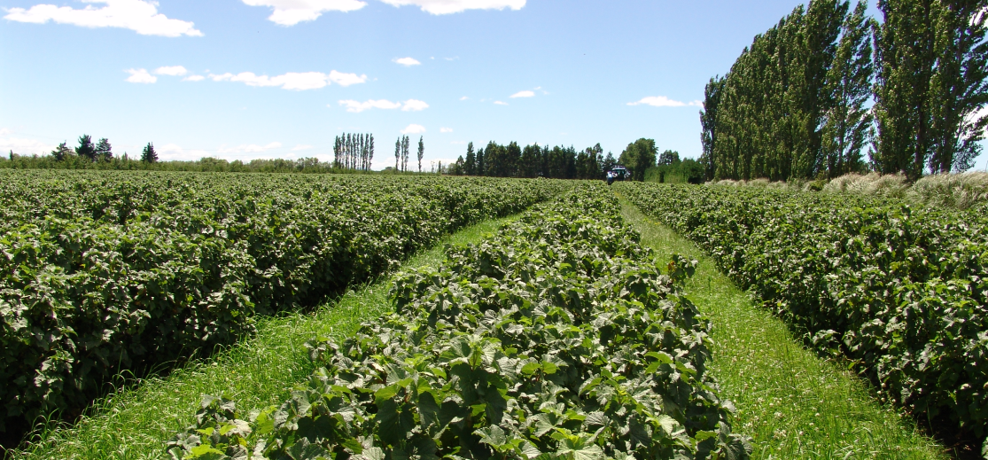 Blackcurrant farm 03