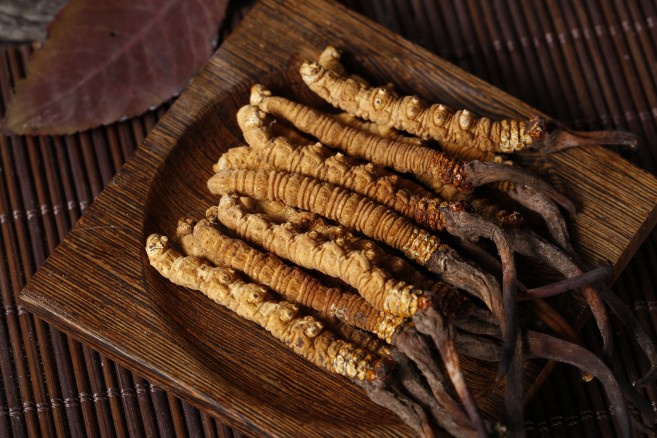 cordyceps2