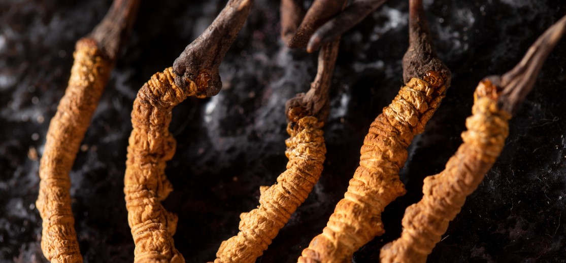cordyceps3