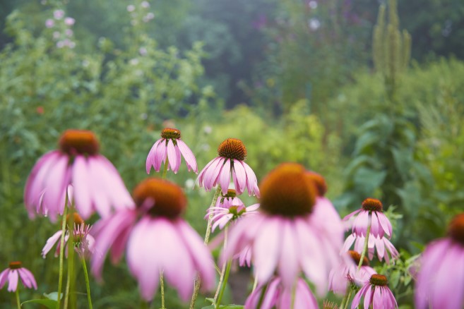 echinacea1