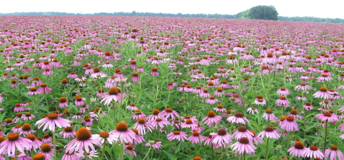echinacea5