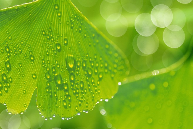 ginkgo2