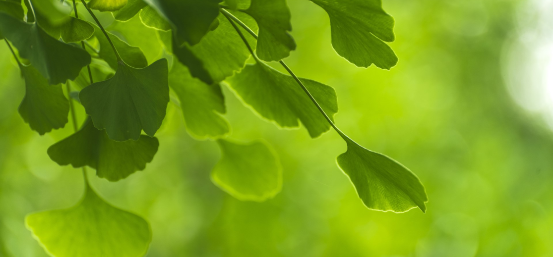 ginkgo3