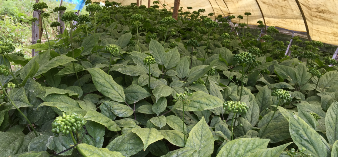 ginseng 2