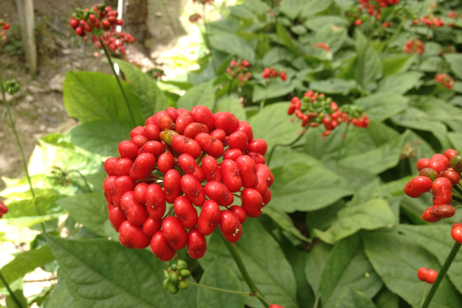 ginseng1