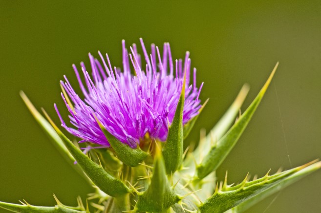 milk thistle2
