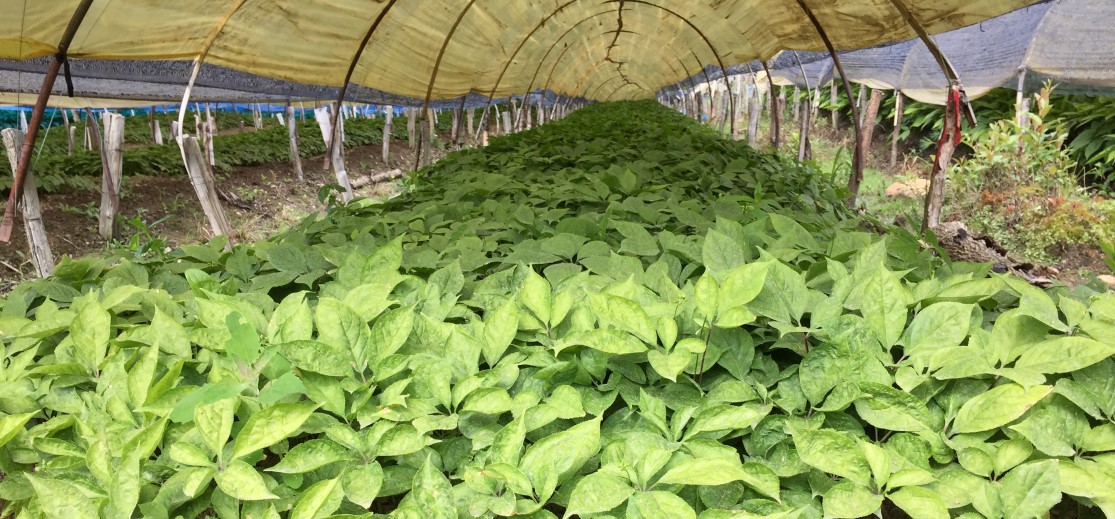red ginseng3