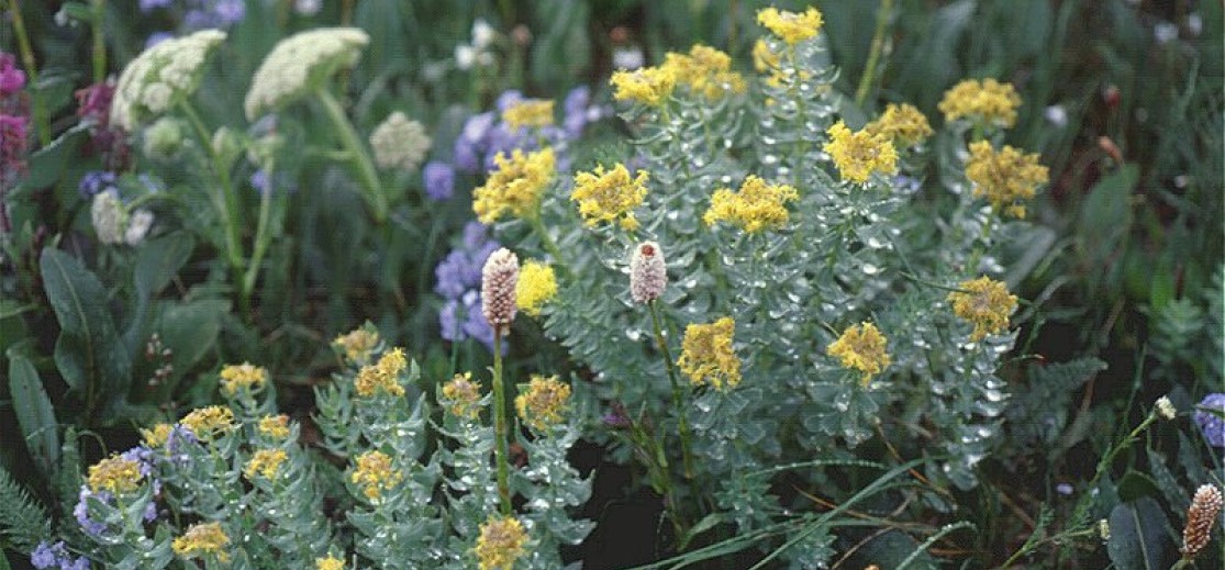 rhodiola6