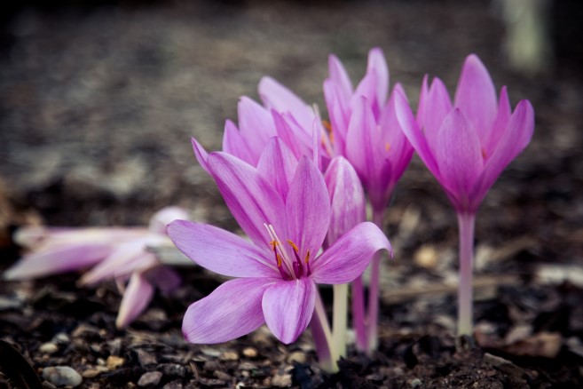 saffron2