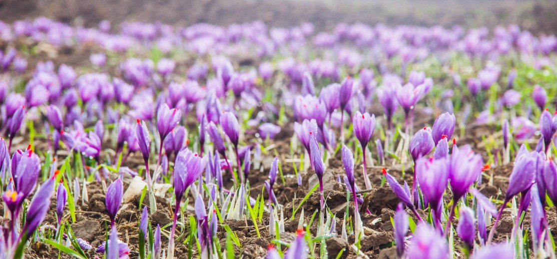 saffron3